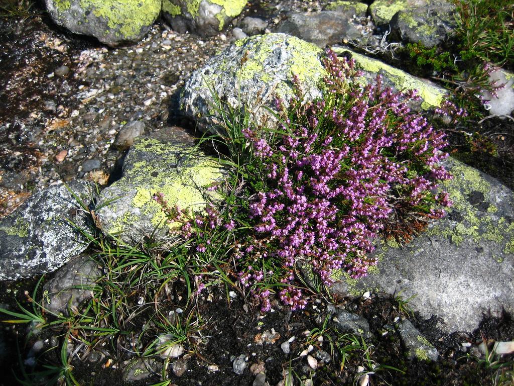 Norefjell - Storhytte Med Jacuzzi Og Fantastisk Beliggenhet Noresund Esterno foto